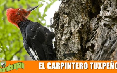 EL CARPINTERO TUXPEÑO