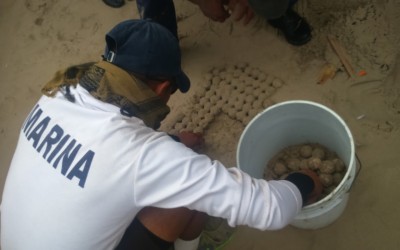 BRINDAN PROTECCIÓN A LA TORTUGA MARINA