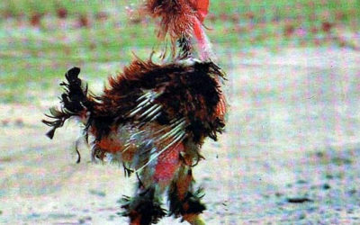 El Gallo Viejo