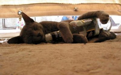 EL GATO Y EL CHOCOYO