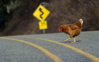 ¿Por que EL POLLO cruzó el camino?