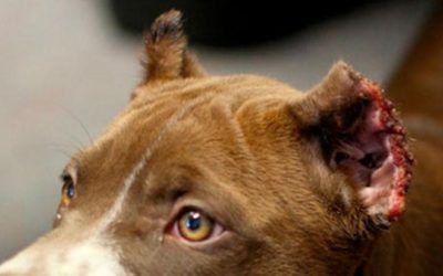 7 RAZONES PARA NO CORTAR LAS OREJAS Y LA COLA A TU PERRO