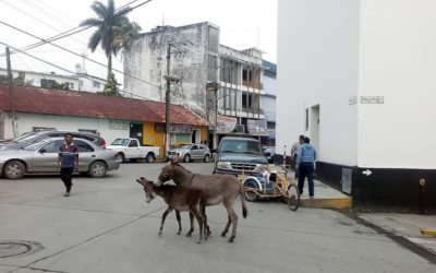 CUIDADO: BURROS SUELTOS EN EL CENTRO DE LA CIUDAD