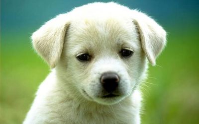 EL PERRO JARDINEÑO