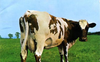 EL PODER DE LA LECHE DE VACA. (No de cabra… ¡El de cabra tiene otro efecto!)