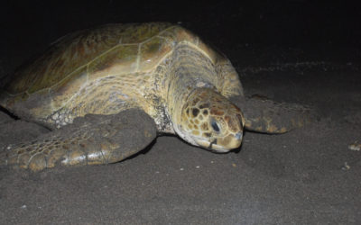 Protejamos a las tortugas marinas; comienza temporada de anidación