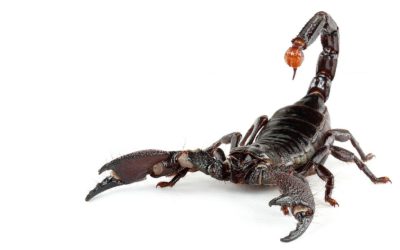 El Escorpion