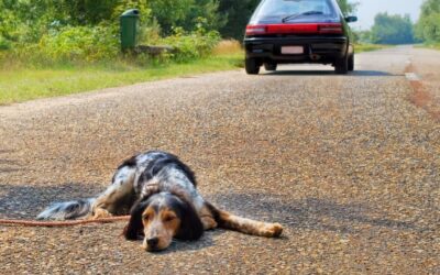 Como Atropellar a un Perro