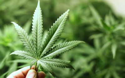 ¿Por qué la Marihuana no se industrializa?