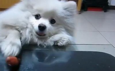 EL PERRITO DE LAS PATITAS CORTAS