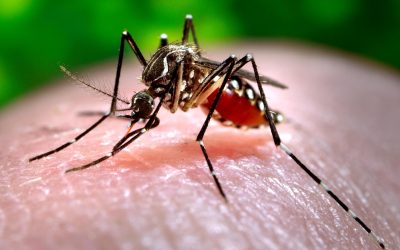 Dengue afecta más que Zika y Chinkunguya