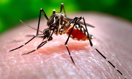 Dengue afecta más que Zika y Chinkunguya