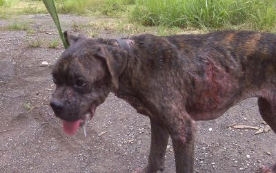 Tuxpan sin cultura de la protección animal