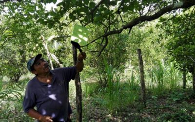 Urge renovación de Junta Local de Sanidad Vegetal