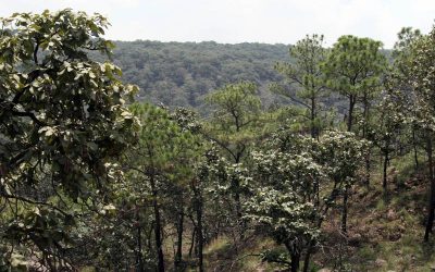 2016-2017 con baja producción Agrícola