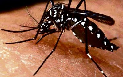 Zika, peligro latente en la población