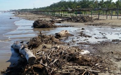 Continúa arribando palizada a playas de Tuxpan