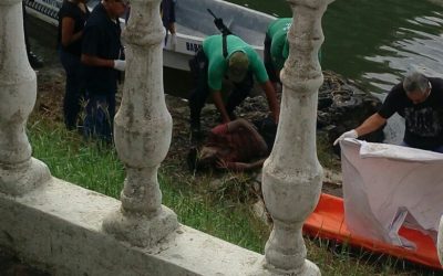 Realizán dos macabros hallazgos en el rio Tuxpan