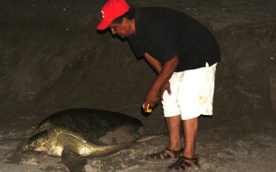 Por cerrar Campamento Tortuguero