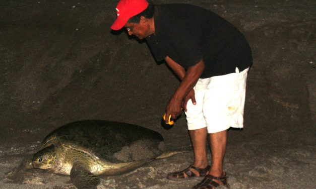 Por cerrar Campamento Tortuguero