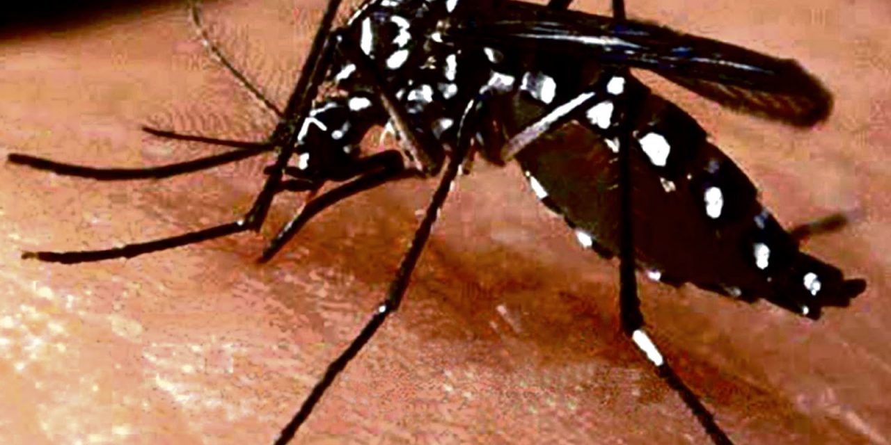 Continúa la alta incidencia de casos de Dengue, Zika y Chikungunya