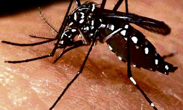 Continúa la alta incidencia de casos de Dengue, Zika y Chikungunya