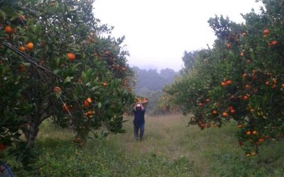 Decae producción citrícola en la región
