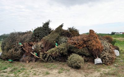Todo Listo para Recicla Tu Navidad 2017