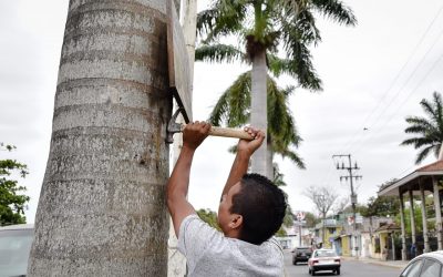 AYUNTAMIENTO DE TUXPAN, REACTIVA OPERATIVO DE DESCONTAMINACIÓN VISUAL