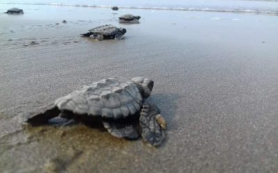 Aumenta arribazon de Tortugas