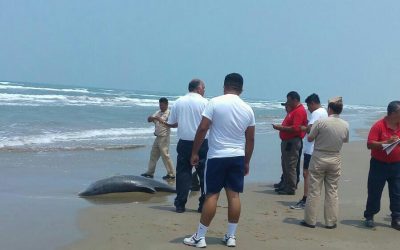 Aparece nuevamente delfín muerto en las playas