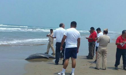 Aparece nuevamente delfín muerto en las playas