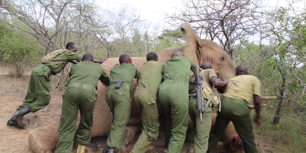 Fallecen 3 Elefantes y 20 más resultaron heridos