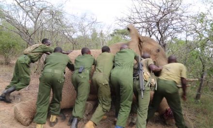Fallecen 3 Elefantes y 20 más resultaron heridos