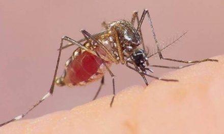 Registran primeros casos de Dengue Hemorrágico en Tuxpan