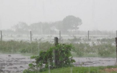 Lluvias favorecen a productores y ganaderos