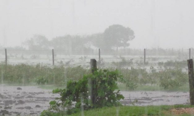 Lluvias favorecen a productores y ganaderos