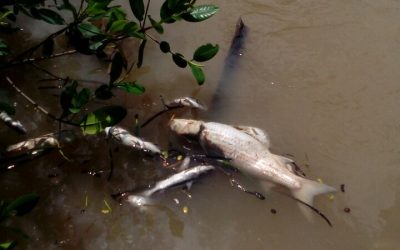 Contaminación de AviGrupo esta acabando con el ostión y demás especies