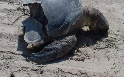 Continúa  el maltrato a las tortugas