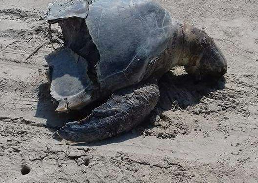 Continúa  el maltrato a las tortugas
