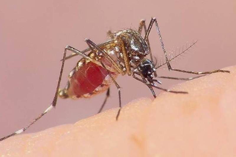 Población debe intensificar acciones contra el Dengue, Zika y Chikungunya