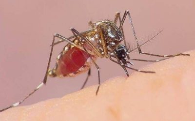 Refuerzan acciones para erradicar la proliferación de mosquitos