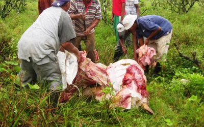 Ganaderos piden a SS verifique procedencia de carne comercializada en el municipio