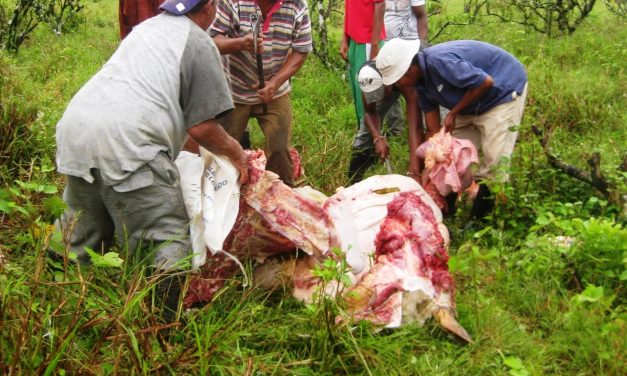Ganaderos piden a SS verifique procedencia de carne comercializada en el municipio