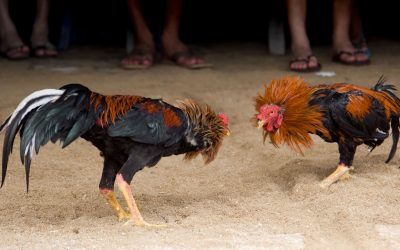 Niega gobierno municipal participación del DIF en evento de gallos a celebrarse en PALENQUE LEYENDA