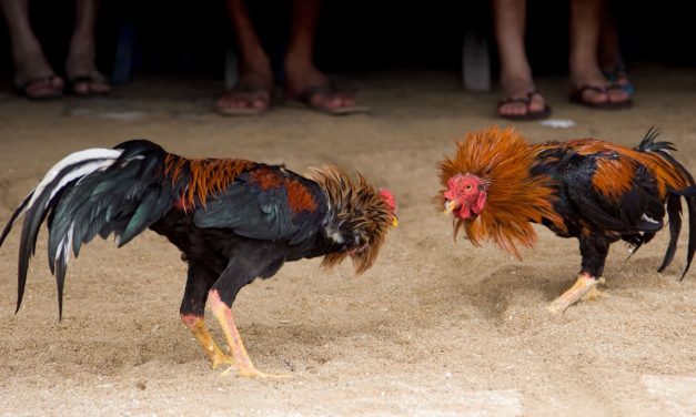 Niega gobierno municipal participación del DIF en evento de gallos a celebrarse en PALENQUE LEYENDA