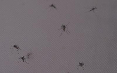 No hay reportes de Dengue, Zika y Chikungunya; SSA