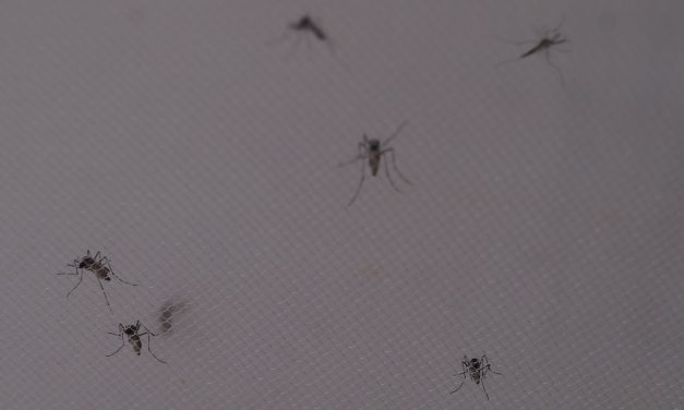 No hay reportes de Dengue, Zika y Chikungunya; SSA