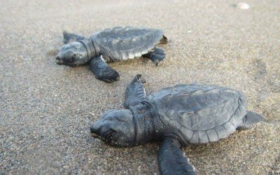 Llegan las primeras tortugas a playas tuxpeñas
