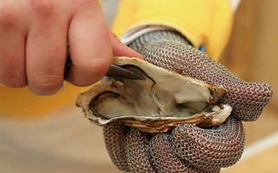 Nula producción de Ostión en Tamiahua debido a la contaminación